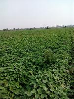 紅薯苗批發(fā)與代理 薯類銷售市場的前景與策略