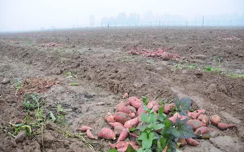 紅薯滯銷，汗水與淚水交織的秋收之痛